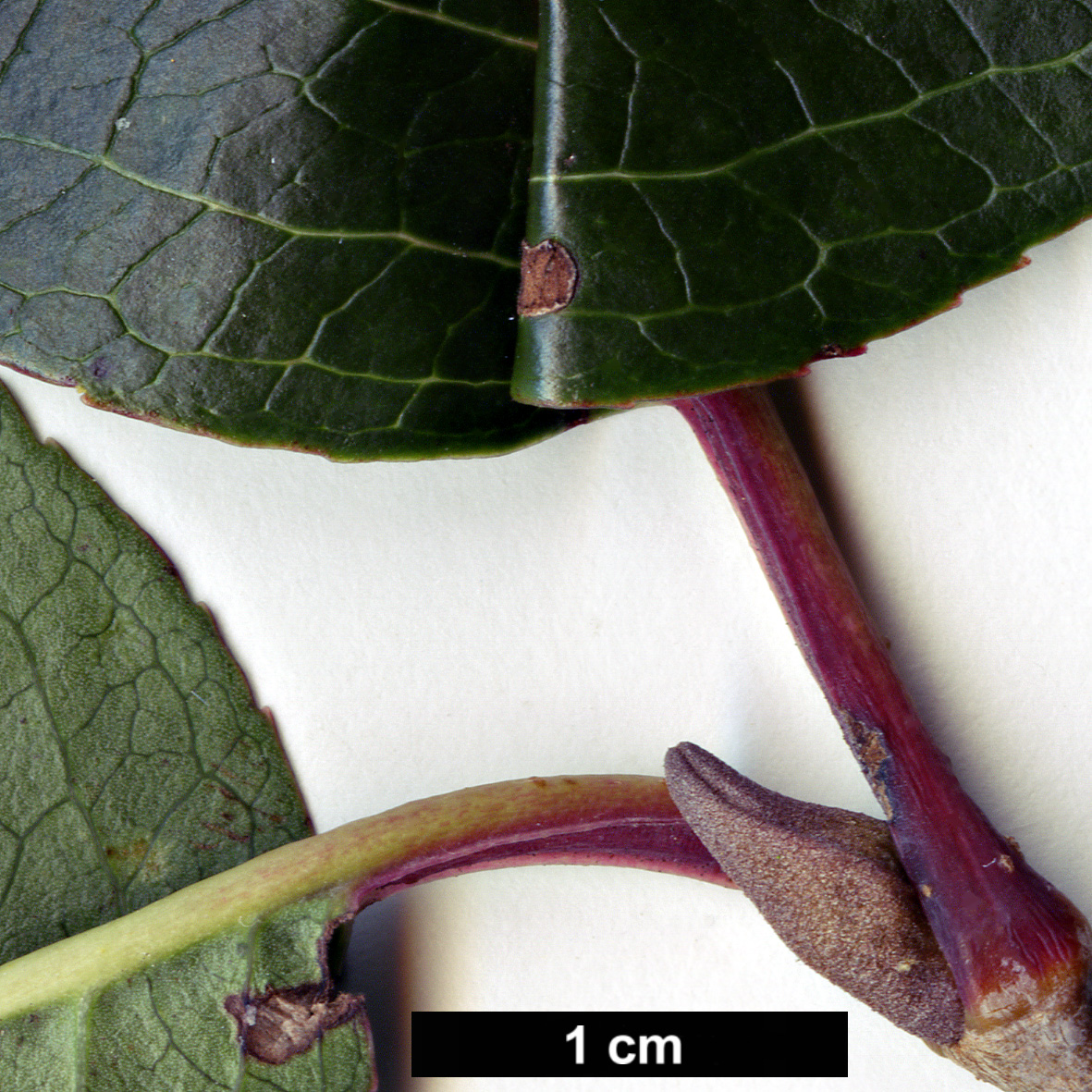 High resolution image: Family: Adoxaceae - Genus: Viburnum - Taxon: prunifolium - SpeciesSub: 'Mrs Henry Large'